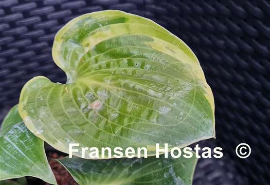 Hosta Shadow Seeker